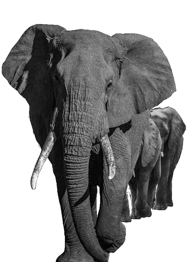 ein team aus elefanten