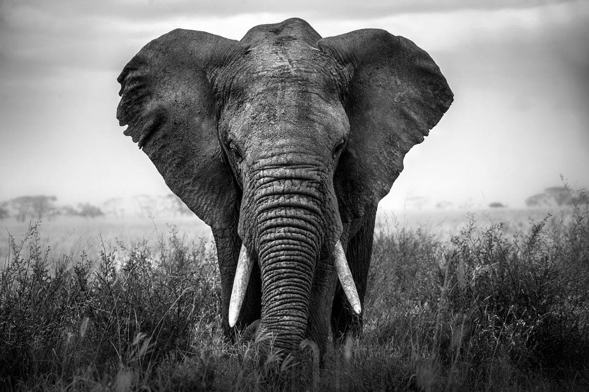 elefant für die seite sap security & compliance