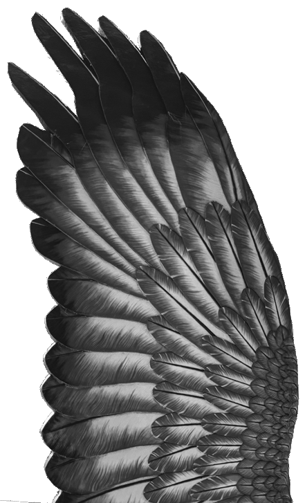 Flügel eines Adlers