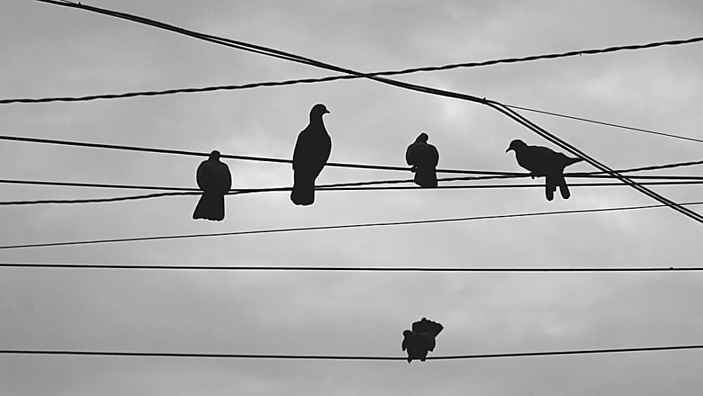 Ein Bild von Voegeln, die auf einem Strommast sitzen