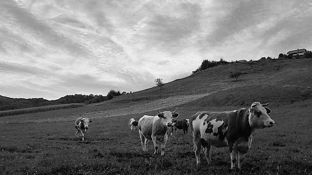 SAP S4HANA Brownfield vs. Greenfield - Bild von Wiese mit Kuehen